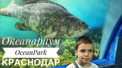 Краснодарский океанариум :: Геокэшинг ::