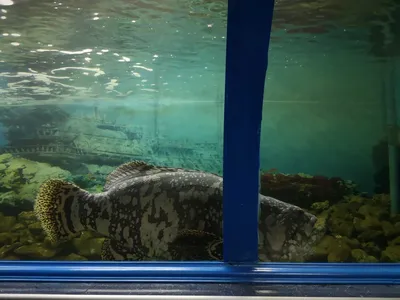 Подводный мир русалок\", шоу-программа в океанариуме Sochi Discovery World  Aquarium, Сочи | Краснодар KidsReview.ru