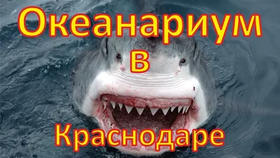 Краснодар. Океанариум и парк Галицкого | Путешествия за настроением | Дзен