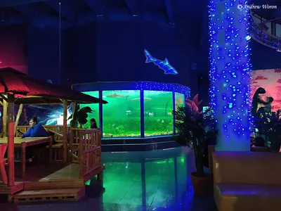 Ocean park, океанариум, Галактика, улица Уральская, 98/11, Краснодар — 2ГИС