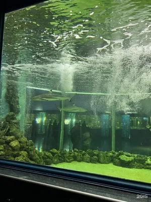 Ocean park, океанариум, Галактика, улица Уральская, 98/11, Краснодар — 2ГИС