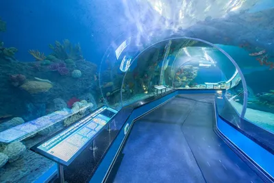 Ocean park, океанариум, Галактика, улица Уральская, 98/11, Краснодар — 2ГИС