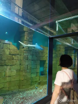 Океанариум, Самара - «Контактный зоопарк на воде» | отзывы