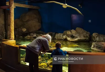 Санкт-Петербургский Океанариум, океанариум, ул. Марата, 86, Санкт-Петербург  — Яндекс Карты