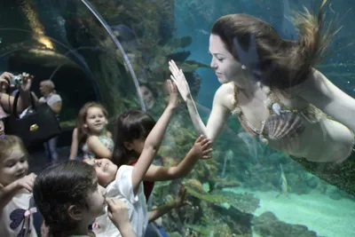 Океанариум \"Sochi Discovery World Aquarium\" - достопримечательность Сочи