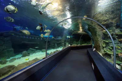 Океанариум Sochi Discovery World Aquarium | самый большой океанариум в  России | Россия | Сочи