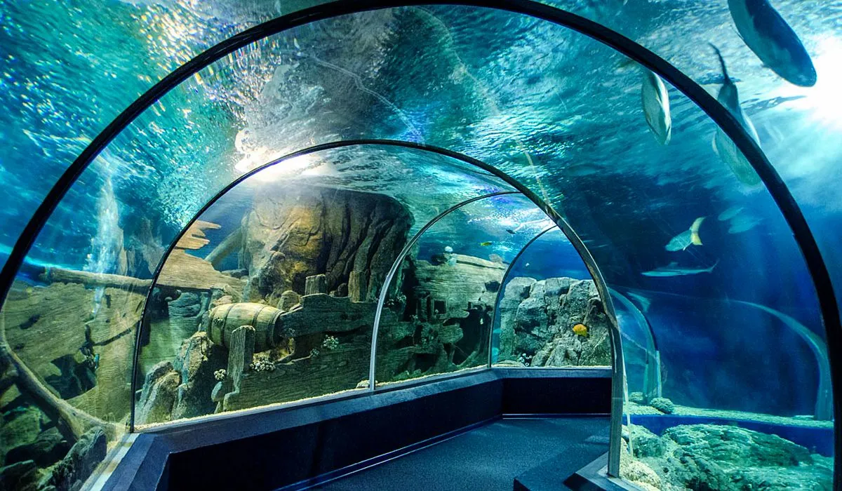 Океанариум в Адлере Sochi Discovery World Aquarium (Адлер, Россия) - авторский обзор, часы работы, цены, фото | Коллекция Кидпассаж Океанариум в Адлере Sochi Discovery World Aquarium (Адлер, Россия) - авторский обзор, часы работы, цены, фото | Коллекция Кидпассаж