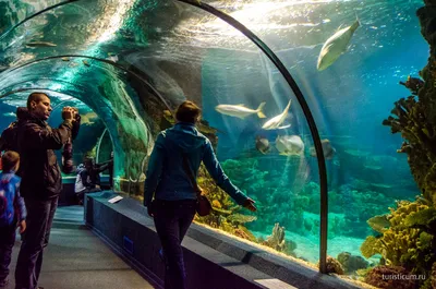 Океанариум \"Sochi Discovery World Aquarium\" | ВКонтакте