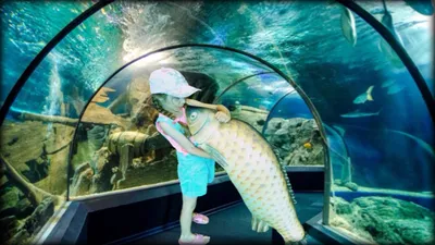 Сочинский Океанариум «Sochi Discovery World Aquarium» фото и описанием.  Расположение, адрес, цена на билет океанариума - офици… | Экскурсии,  Поездки, Красивые места