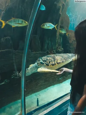 Океанариум Сочи - Sochi Discovery World Aquarium, цены 2021