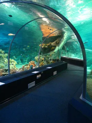 Океанариум Адлер Покормили рыбок Sochi Discovery World Aquarium Hungry  fishes - YouTube