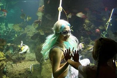 Океанариум Sochi Discovery World Aquarium в Адлере - «Не впечатлил. Цена  очень завышена. Небольшая территория!» | отзывы