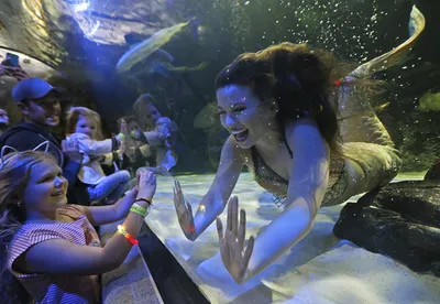Океанариум Sochi Discovery World Aquarium в Сочи (Адлер): цена, фото, режим  работы