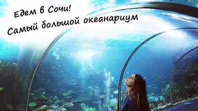 Фотогалерея I Пансионат «Дельфин» в Сочи | «Дельфин» Сочи Адлер