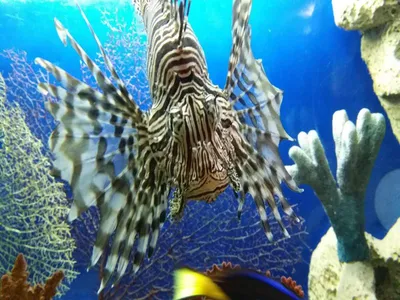 Океанариум в Сочи - цены, советы, экскурсия! / Oceanarium in Sochi / Sochi  Discovery World Aquarium - YouTube