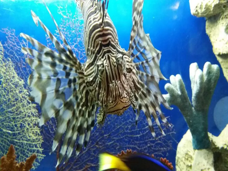 Океанариум в Сочи - цены, советы, экскурсия! / Oceanarium in Sochi / Sochi Discovery World Aquarium - YouTube Океанариум в Сочи - цены, советы, экскурсия! / Oceanarium in Sochi / Sochi Discovery World Aquarium - YouTube