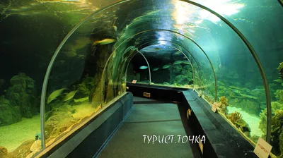 Океанариум в парке Ривьера, Сочи - «Классное место, но на один раз » |  отзывы