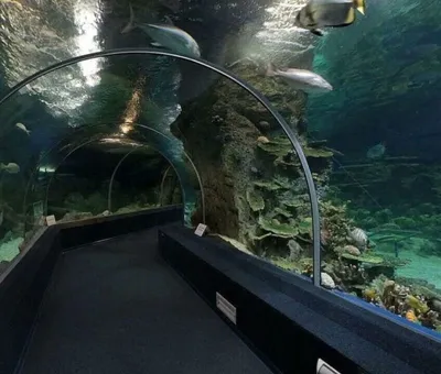 Sochi Discovery World Aquarium, океанариум