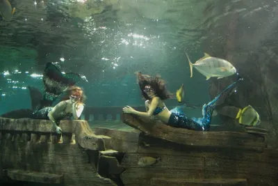 Океанариум \"Sochi Discovery World Aquarium\" - достопримечательность Сочи
