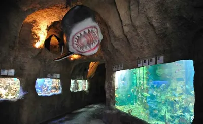 Океанариум Sochi Discovery World Aquarium
