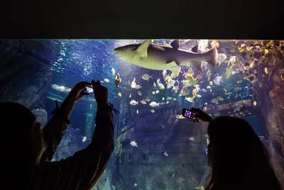 Океанариум Sochi Discovery World Aquarium