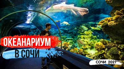 Океанариум Сочи Discovery World Aquarium | Путешествия по России и миру |  Дзен