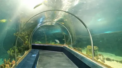 Океанариум Сочи - Sochi Discovery World Aquarium, цены 2021