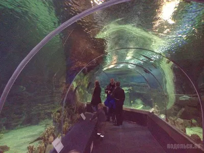 Океанариум \"Sochi Discovery World Aquarium\" - достопримечательность Сочи