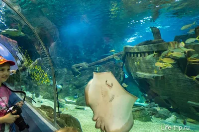 Сочинский океанариум «Sochi Discovery World Aquarium» | Гостевой дом Эр Эм