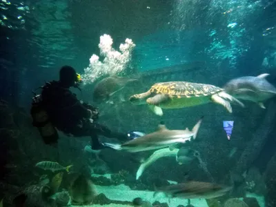 Океанариум в Сочи 2021. Sochi Discovery World Aquarium. - YouTube