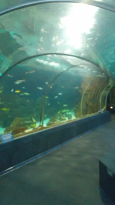 Сочинский океанариум «Sochi Discovery World Aquarium» | Гостевой дом Эр Эм