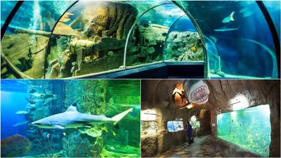 Достопримечательности Сочи. Сочинский океанариум (Sochi