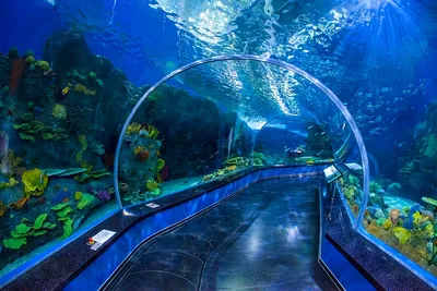 Oceanarium Sdwa | Adler