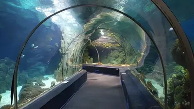 Sochi Discovery World Aquarium, Курортный Городок: лучшие советы перед  посещением - Tripadvisor