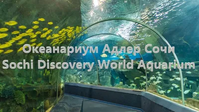 Oceanarium Sdwa | Adler