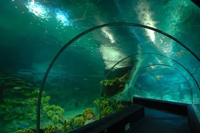 Отзыв о Сочинский Океанариум Sochi Discovery World (Россия, Адлер) | Мы в  восторге от шоу кормления акул, аквалангист танцевал с большой белой акулой  и черепахами