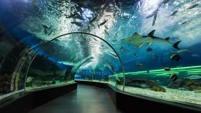 Океанариум Sochi Discovery World Aquarium #сочи, #океанариум | TikTok