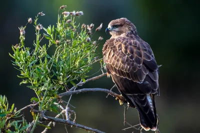 Дневные хищные птицы–НОВЫЕ ФОТО « Fotoparus