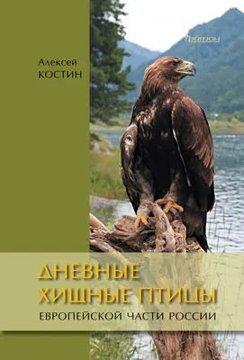 Хищные птицы в Кирзинском заказнике | Русское географическое общество