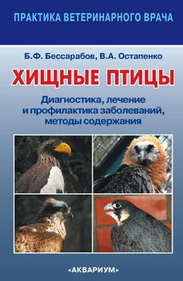 Хищные птицы, или хищники стоковое фото. изображение насчитывающей евразия  - 154687524