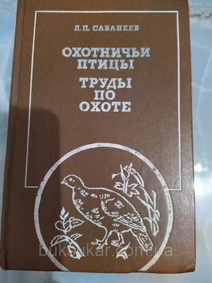 Хищные Птицы Ястребтетеревятник Accipiter Gentilis Птица Сидит На Ветке  Время Охоты Польша Европа — стоковые фотографии и другие картинки Без людей  - iStock