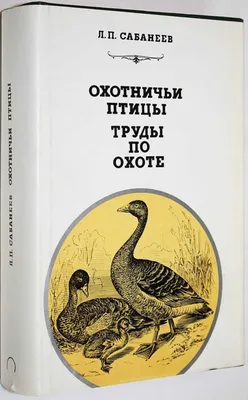 Хищные птицы – смотреть онлайн все 1 видео от Хищные птицы в хорошем  качестве на RUTUBE