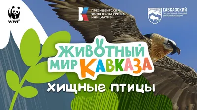 Энциклопедия А4 – Хищные птицы от Умка, 978-5-506-04089-7 - купить в  интернет-магазине ToyWay.Ru