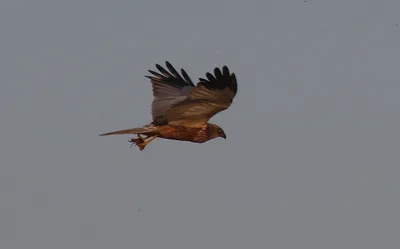 Общий Kestrel, Tinnunculus Falco, маленькие хищные птицы сидя на стволе  дерева, Финляндии Стоковое Фото - изображение насчитывающей германия, птиц:  67936172