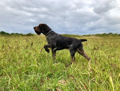 Питомник дратхааров и курцхааров Hunting-dog.ru - Услуги для животных,  Перевозка животных, Передержка животных, Мизиново на Яндекс Услуги
