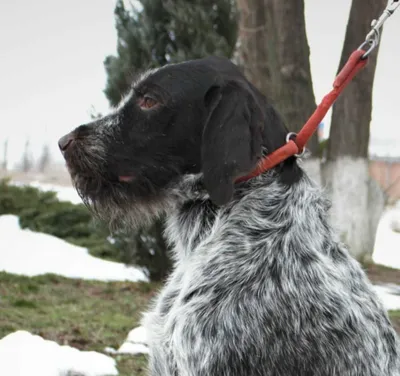 Немецкий дратхаар - описание породы, размеры и фото собаки | Цена дратхаара  | Pet-Yes