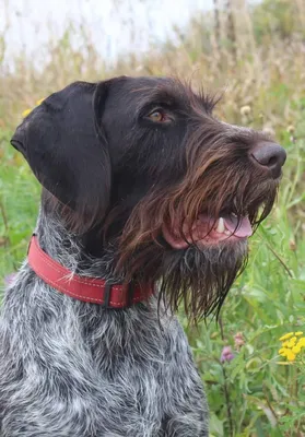 Питомник дратхааров и курцхааров Hunting-dog.ru - Услуги для животных,  Перевозка животных, Передержка животных, Мизиново на Яндекс Услуги