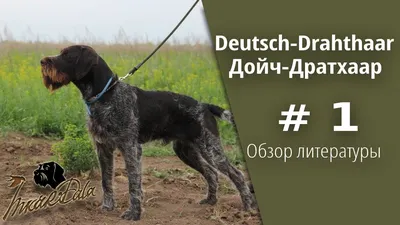Щенки Дратхаара - Продажа / передача щенков и взрослых собак - Форум  охотников и рыбаков МООиР