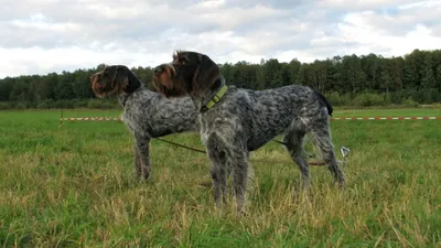 Немецкий курцхаар (German Shorthaired Pointer) (Породы собак) курцхаар  собака, курцхаар фото, курцхаар купить, щенки курцхаара, курцхаар собака  фото, собака немецкий курцхаар, немецкая легавая курцхаар Энциклопедия о  животных EGIDA.BY