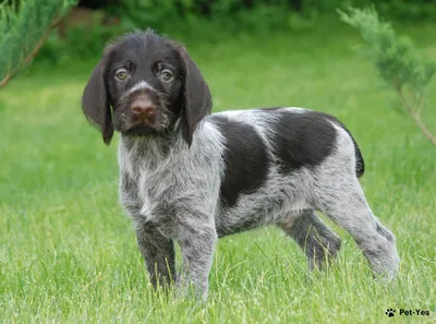 Питомник дратхааров и курцхааров Hunting-dog.ru - Услуги для животных,  Перевозка животных, Передержка животных, Мизиново на Яндекс Услуги